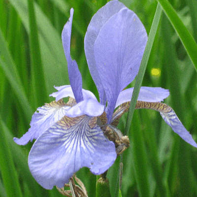 Picture of an iris flower